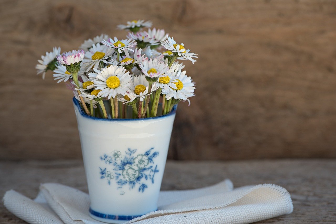 Common Daisy