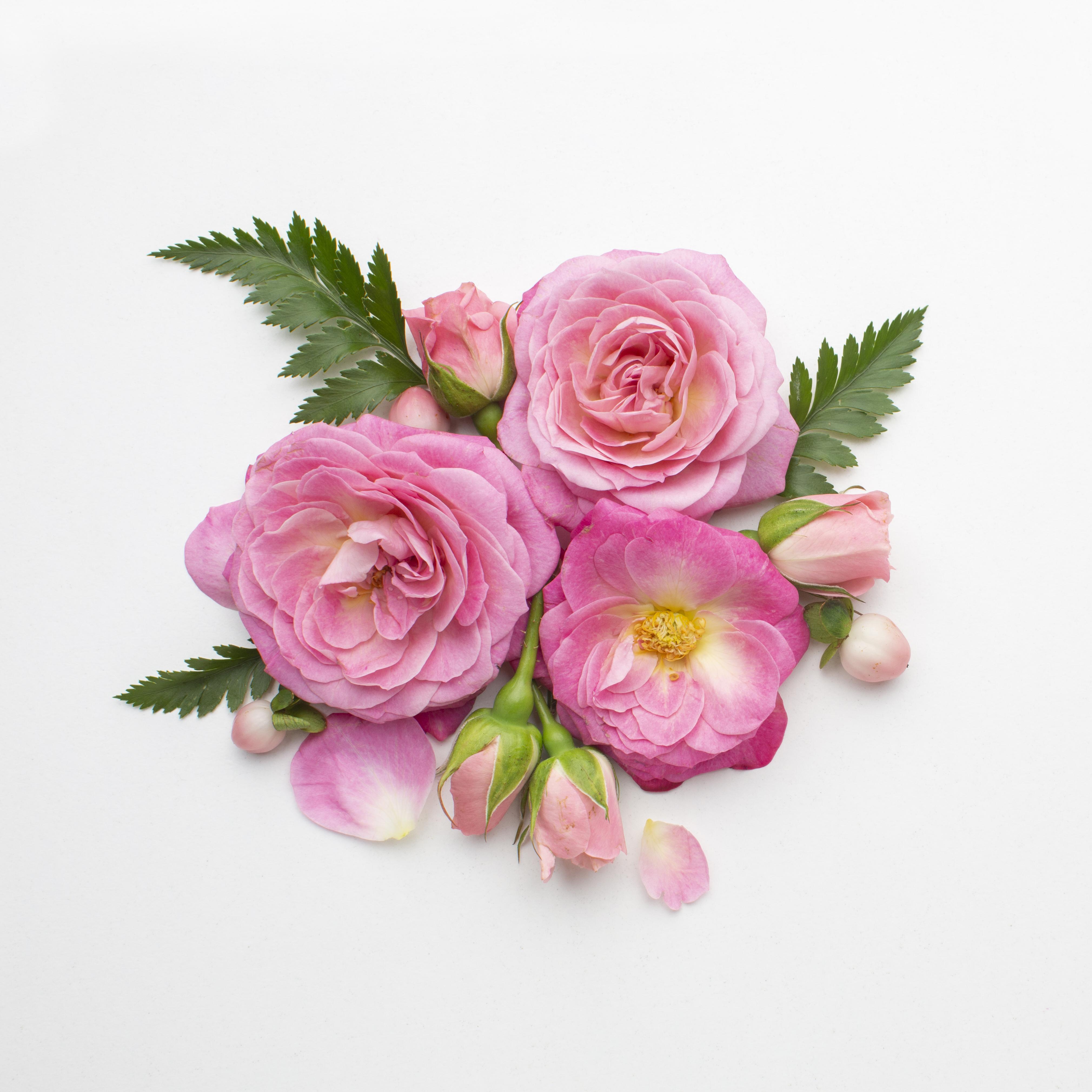 Pink Rose