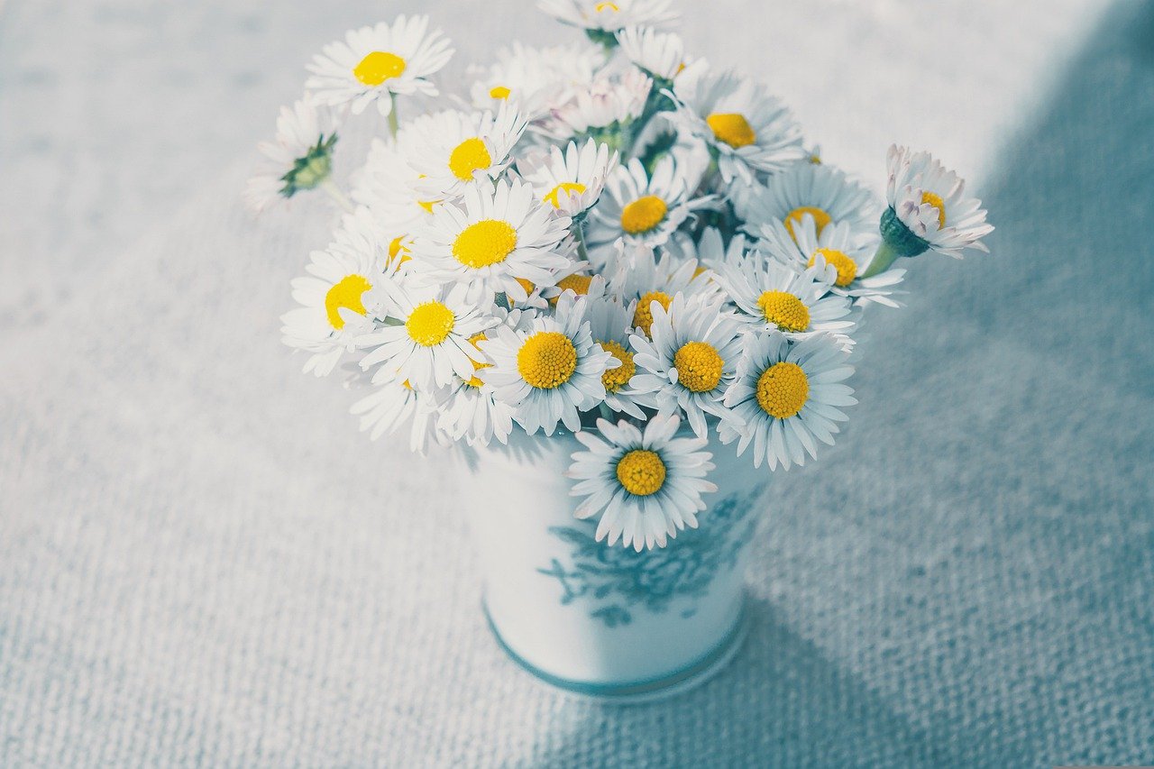 Oxeye Daisy