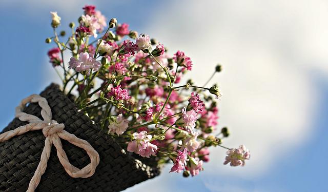 Gypsophila repens